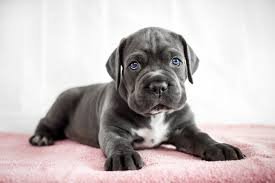 Wie trainiert man einen Cane Corso Welpen am besten?